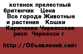 котенок прелестный британчик › Цена ­ 12 000 - Все города Животные и растения » Кошки   . Карачаево-Черкесская респ.,Черкесск г.